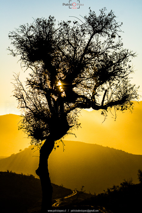 molle-arbol