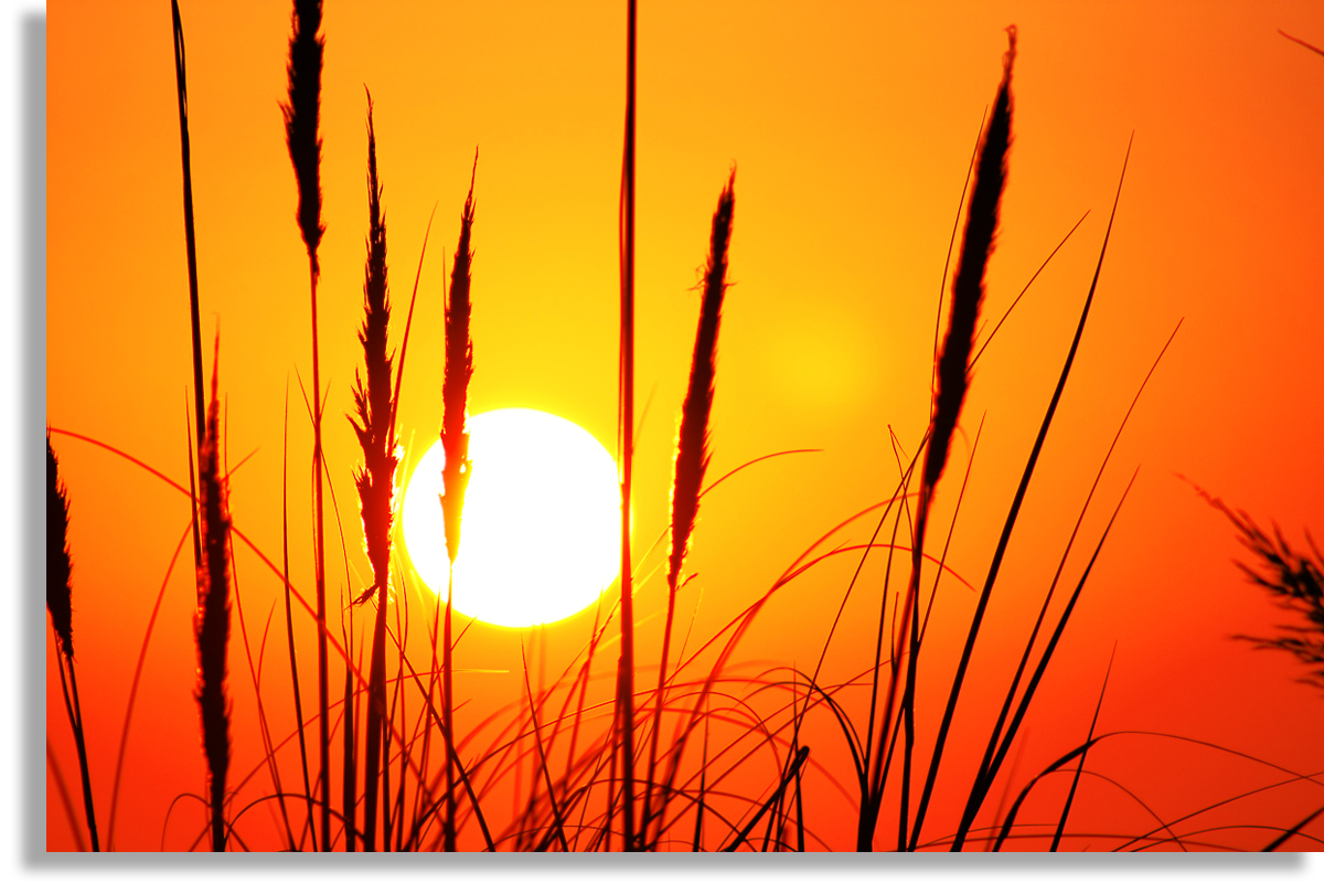 ocaso sol anaranjado silueta espigas